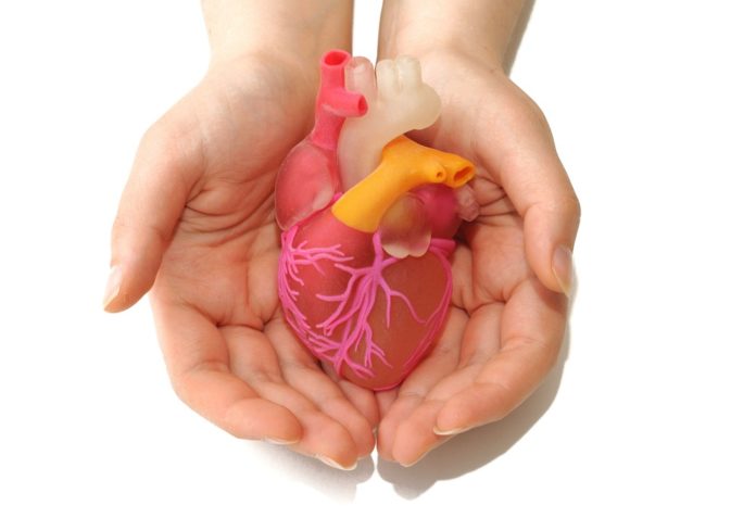Two female hands holding a 3d printed human heart