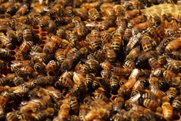 Scientists create microparticles that could help save honey bees