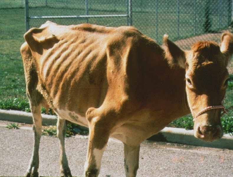 One of the cattle with Johne’s disease showing significant weight loss. Photo provided by National Agriculture and Food Research Organization.