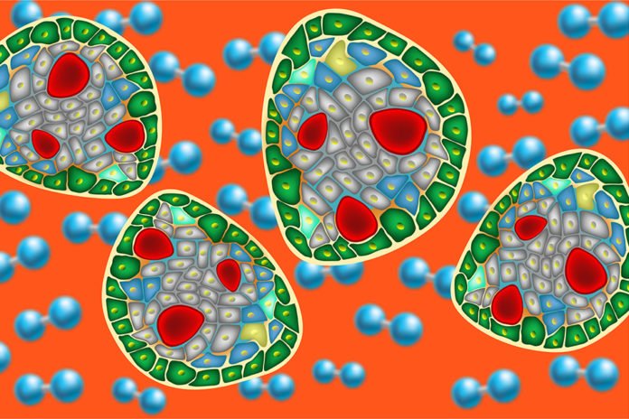 Illustration showing pancreatic islets and oxygen molecules. Image: Christine Daniloff/MIT