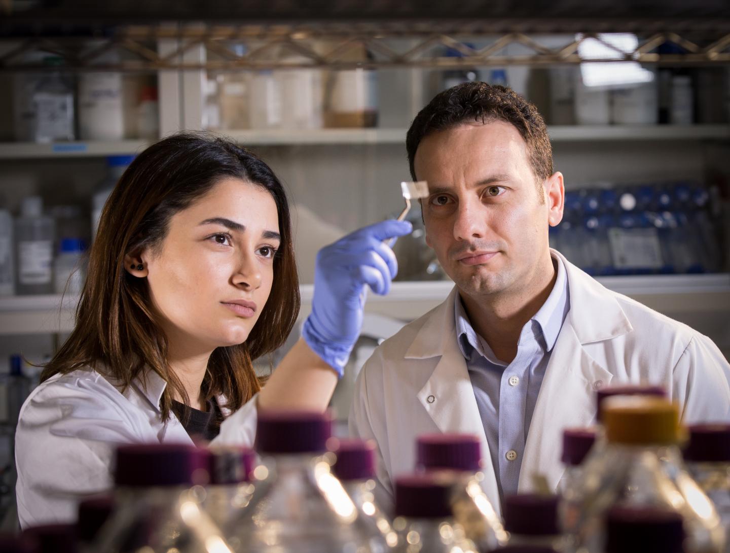 Researchers Hanie Yousefi and Thid Didar examine a transparent patch, which can be used in packaging to detect pathogens on food.