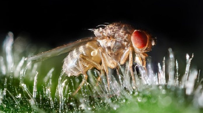 A Drosophila fruit fly (iStock)