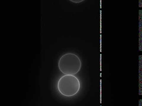 The video above shows one cell being dragged by the laser beam towards another cell, and the two cells’ membranes sticking together.