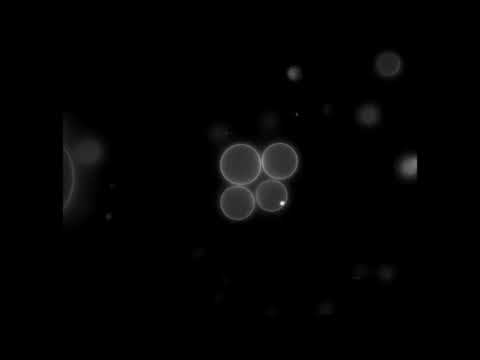 The video above shows four artificial cells brought together first as a line, then a square, then a pyramid with one cell on the top. The whole structure is then dragged together by the laser.