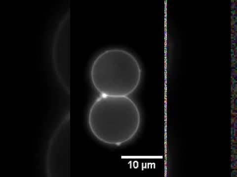 The video above shows two cells sticking together, with a laser shone at the interface between them. The cells then merge into one larger cell.