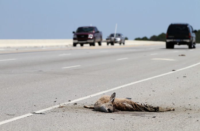 The battered remains of a roadkilled deer in South Carolina, US Image: Wikipedia