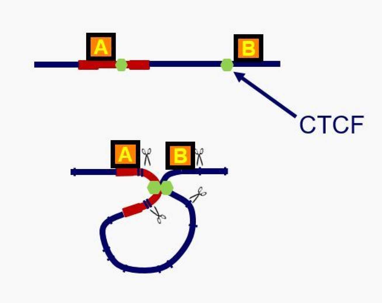 The team found that HTLV-1 binds to proteins called CTCFs, which form chromatin loops throughout the human genome