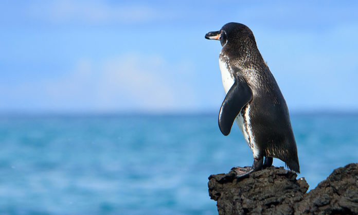 Galápagos penguins