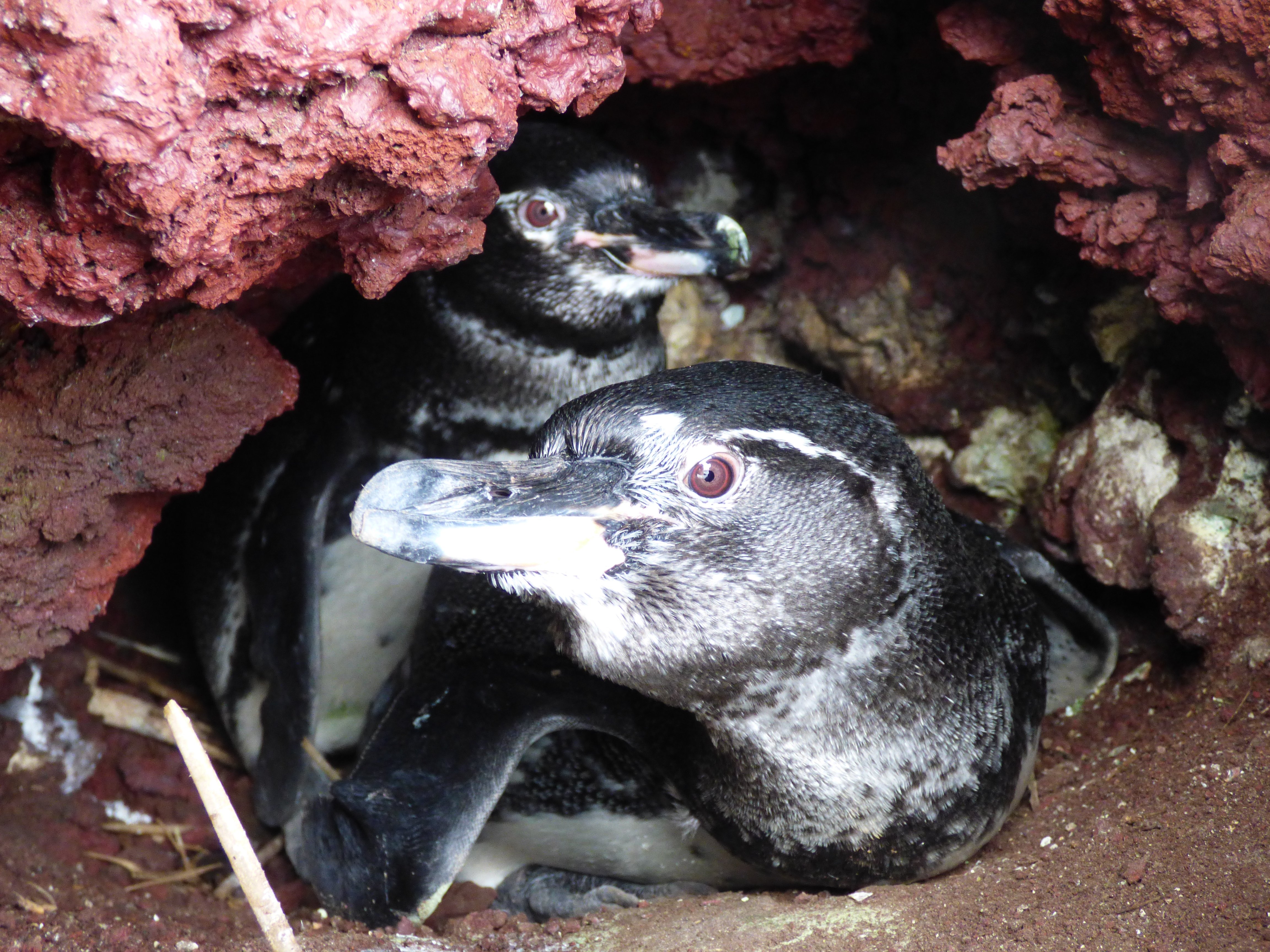 Cappello found that the beaks of male Galápagos penguins — measured from top to bottom — were slightly thicker than female beaks. Beak size alone could correctly determine the sex of more than 95 percent of the penguins in her study.P. Dee Boersma