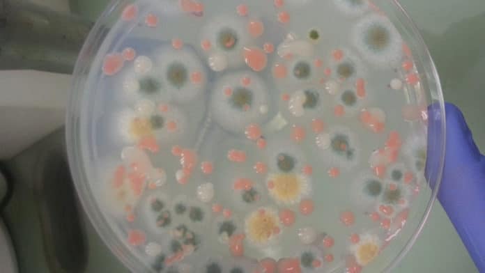 Microbial testing