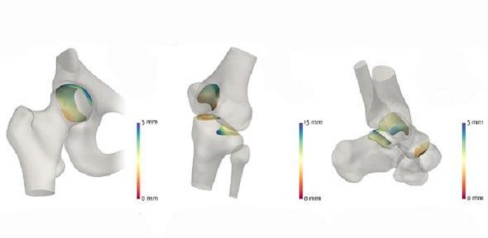 Hip, knee and ankle joints analysed by the JSM algorithm Credit: Tom Turmezei