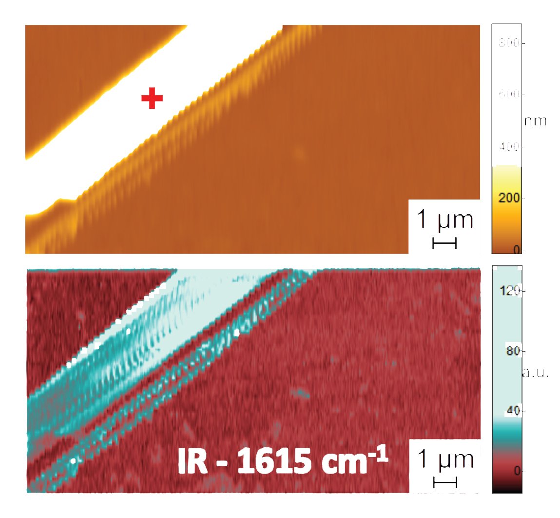 Atomic force microscope image showing topography (top) and PTIR absorption image indicating composition and conformation (bottom) of a diphenylalanine peptide fibril in water. Additional data, recording the spectrum of infrared radiation absorbed by the peptide fibrils, provides information on their folding pattern. The PTIR spectrum indicated, for example, that diphenylalanine assumes a pure anti-parallel β-sheet conformation.  Credit: NIST