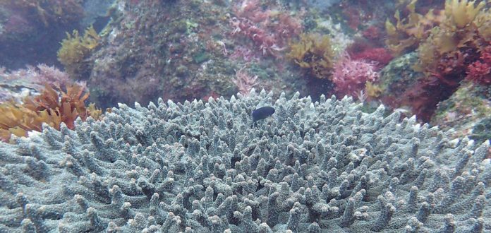 Corals, such as this table Acroporid, provide habitats for a wide range of fauna (photo: Marco Milazzo)