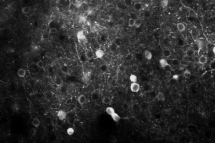 PPC neurons, engineered to glow when active, flicker in response to a mouse seeing a visual stimulus and deciding whether to respond with a licking motion. Image: Sur Lab / Picower Institute