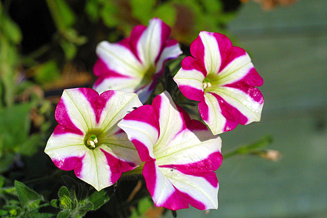 The stigma of Petunia contains a toxin that stops pollen growth. Pollen in turn has a team of genes that produce antidotes to all toxins except for the toxin produced by the "self" stigma. © Lewis Collard