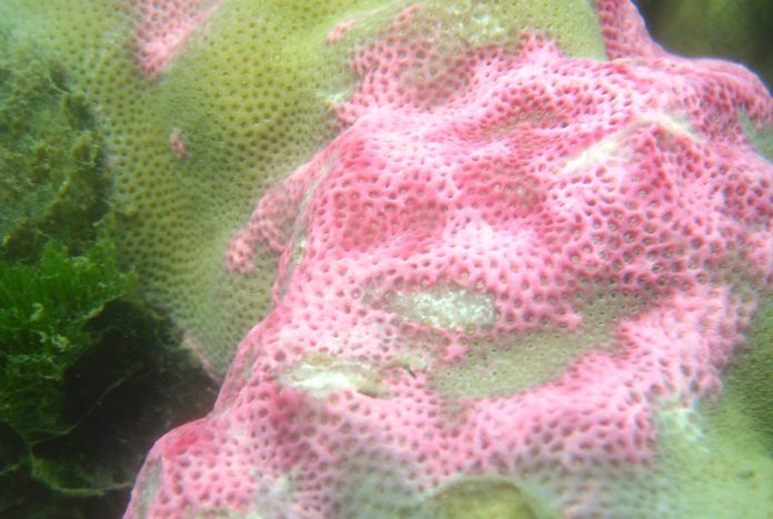 A Porites coral showing immune response on the Great Barrier Reef (Credit Robert Puschendorf)