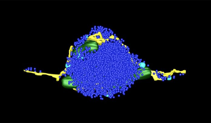 Synaptic vesicles (blue) that harbor chemical messengers form tight clusters within cells. (Image courtesy of Dr. Yumel Wu, Yale School of Medicine)