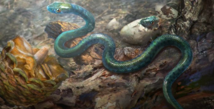 A fossilized baby snake discovered in a 105-million-year-old amber fragment shows the ancient species lived in a forest environment in what is now Myanmar. (Illustration: Cheung Chung Tat)