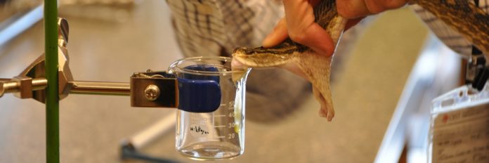 Scientists decoded the mysteries of Okinawan Habu venom