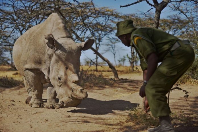 A northern white female rhinoceros, named Najin, at Ol Pejeta Conservancy in Kenya in 2015. (Tony Karumba/AFP/Getty Images)