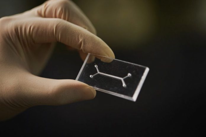 Shown above is an organ-on-a-chip with an artificial blood vessel system, which is currently being developed at UNIST.