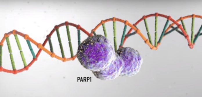 PARP-inhibitors: A New Generation of Cancer Drugs