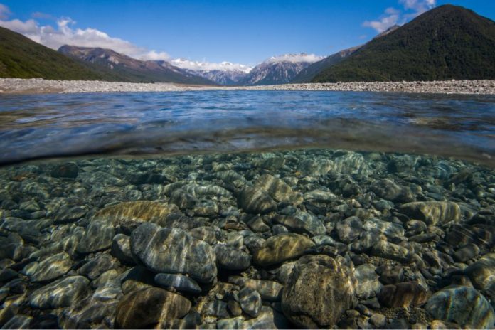 Reducing a river's size is likely to reduce its capacity to support predatory fish. Underwater view of the Waimakariri River, Canterbury. Photo credit: Angus McIntosh/University of Canterbury