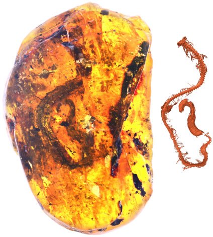 The tiny snake's well-preserved skeleton (reconstruction at right) was found encased in a pebble-sized chunk of amber. (Image: Ming Bai, Chinese Academy of Sciences)