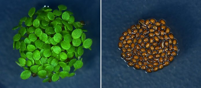 On the right, germination of Arabidopsis thaliana seeds. On the left, the seeds remain dormant in the presence of Pseudomonas aeruginosa