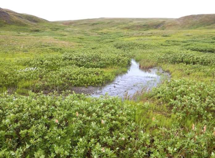 A 2017 image of Qikiqtaruk-Herschel Island Territorial Park in the Yukon shows more vegetation, shrubs and water compared with the 1987 image of the same area. Image credit: Isla Myers-Smith/University of Edinburgh