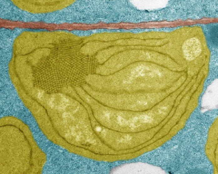 Proplastid (yellow) in a seed embryo cell. The wall (brown) separates two cells, their vacuoles (light grey) and their cytoplasm (blue). © Sylvain Loubéry, UNIGE.