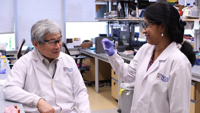 A research team from the Cancer Science Institute of Singapore at the National University of Singapore, led by Professor Yoshiaki Ito (left), and involving Senior Research Scientist Dr Vaidehi Krishnan (right), has discovered that RUNX proteins play a part in the regulation of DNA repair.