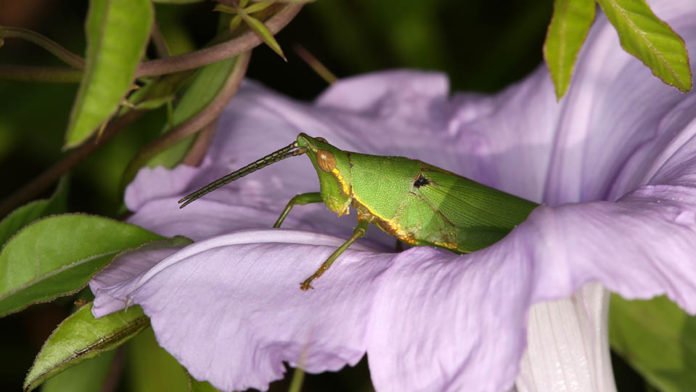 A Tagasta marginella grasshopper visiting the flower of a morning glory species Ipomoea cairica