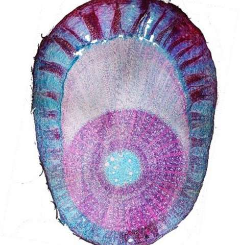 Anatomical cross-section of a young Cupuaç tree (Theobroma grandiflorum), grown staked and artificially tilted. In the center, the fragile tissues of the pith. Around it, the wood, which is more developed on the upper side, and whose tissue is very rich in parenchyma and almost devoid of fibers. Lastly, on the outside, the bark, which is more developed on the upper side, with bundles of fiber trellises organized into safranin-red flames, set apart by dilated parenchyma cells (colored in Astra blue). Width: 8 mm; height: 10.3 mm. Credit: © Jonathan Prunier, Ecofog laboratory (CNRS/AgroParisTech/Cirad/Inra/Université de Guyane/Université des Antilles)