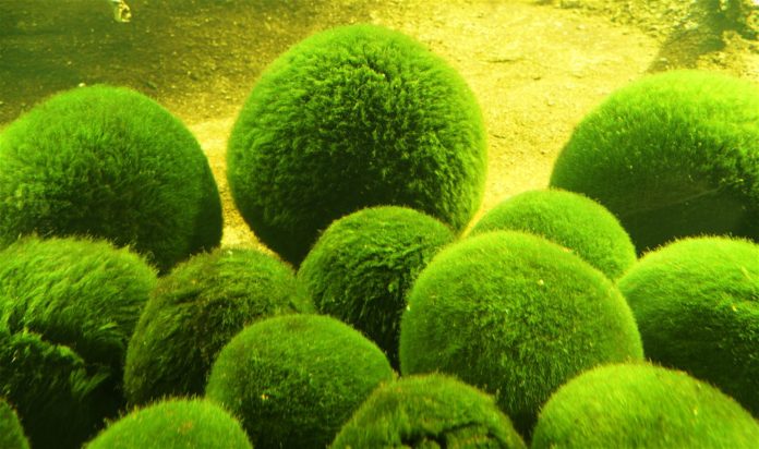Why algae balls float and sink?