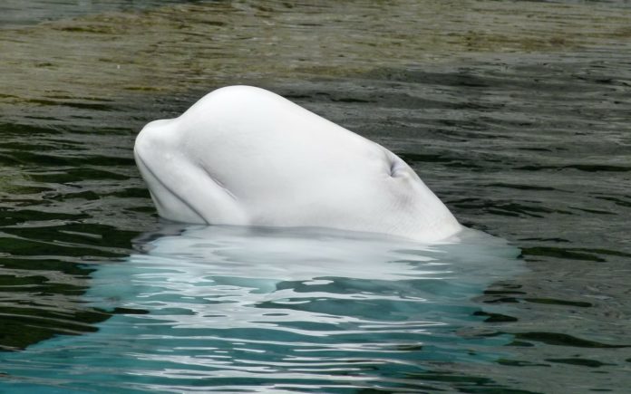 Scientists used data on dead whales from 16 species, including belugas