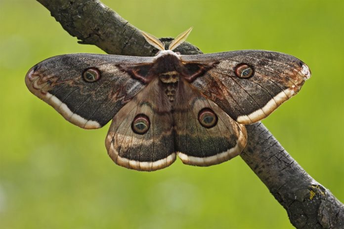The study confirms the truth behind 'Darwin's moth'