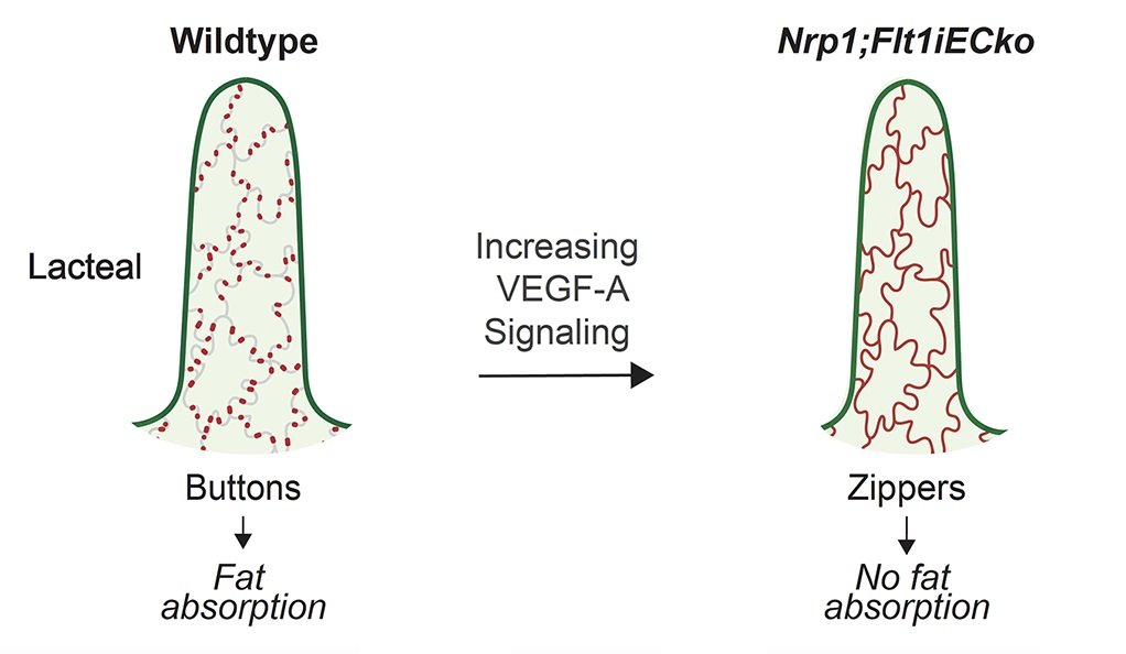 Manipulating two genes enabled scientists to replace “buttons” on surface of lymphatic vessels to “zippers” which turn away fat molecules.