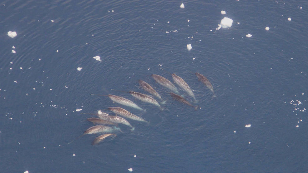 A pod of narwhals, with some tusks visible as white streak