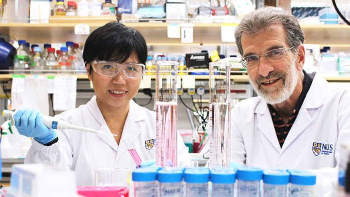 Professor Daniel Tenen (right) and Dr Liu Bee Hui (left), who are researchers from CSI Singapore, are members of the research team that had developed a novel peptide drug that could potentially treat liver cancer more effectively.