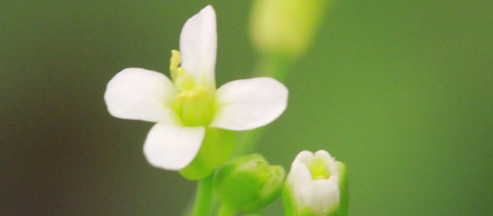 Flowers of Arabidopsis thaliana, the plant used as a model to study the effect of UV-B rays on the induction of flowering. (©UNIGE / Marc Heijde)