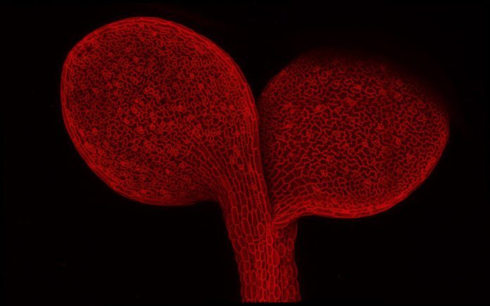 View through a microscope of a young, wild-type Arabidopsis thaliana seedling with fluorescent protein marking the plasma membrane