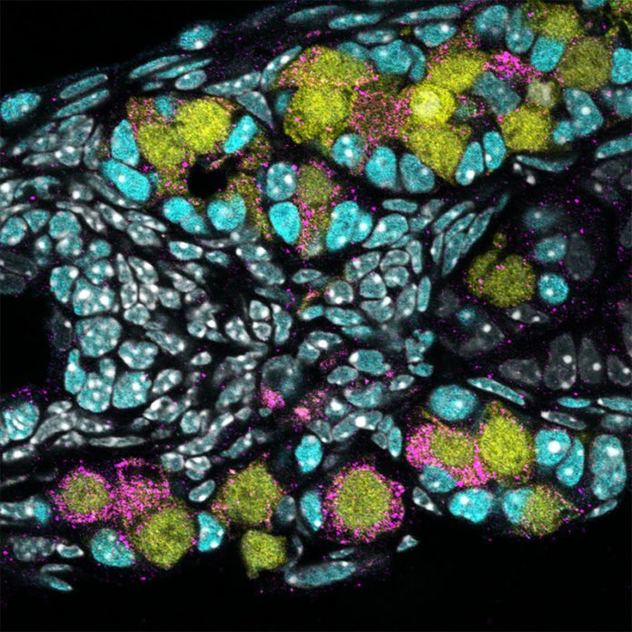 Immature human eggs (pink) were created by Japanese researchers using stem cells that were derived from blood cells. Courtesy of Saitou Lab