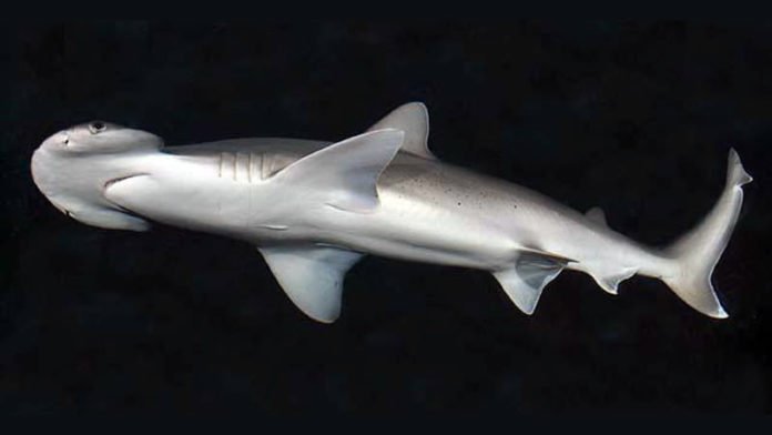 A bonnethead shark. Image: D. Ross Robertson/Wikimedia