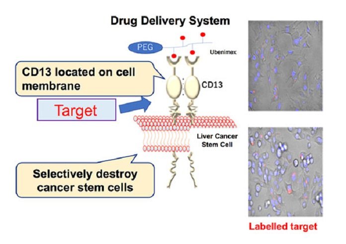 Outline of the drug delivery system (DDS) created in this study