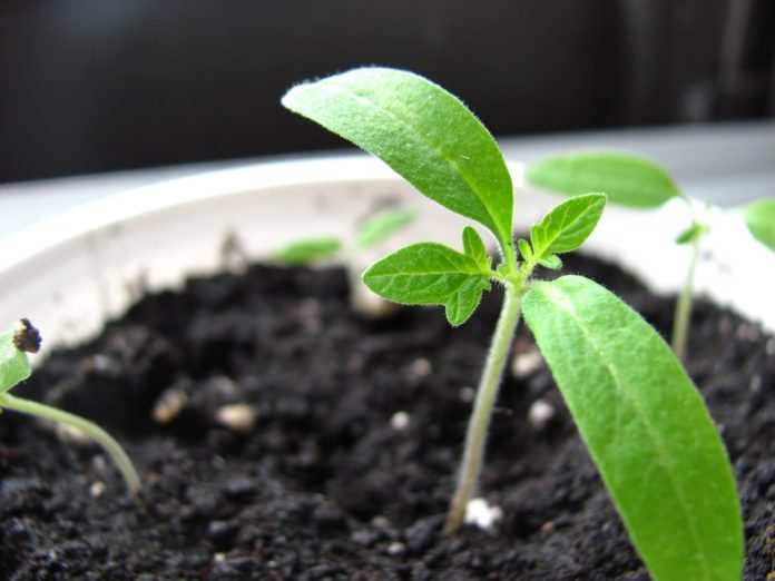 How soil microbes affects plant nutrition and growth