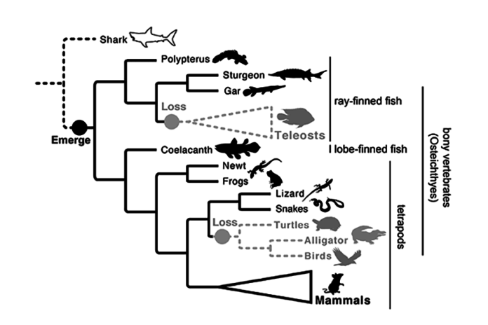 (A) ancV1R emerged in the common ancestor of bony vertebrates (black circle) and was lost in each of the common ancestors (gray circles) of teleost fish and of turtles, alligators, and birds (gray dashed lines and silhouettes). White silhouette and dashed black lines associated with shark indicate that ancV1R has not yet emerged.