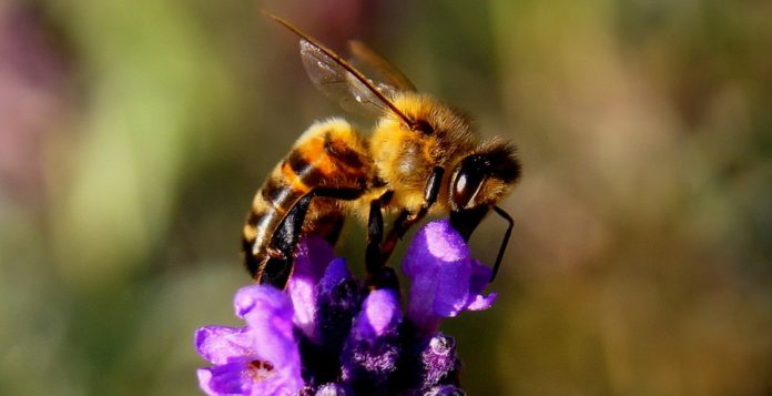 Big bees fly better in hotter temps than smaller ones do
