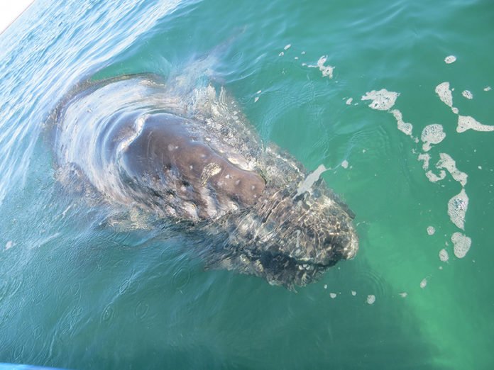 An eastern gray whale, pictured off the coast of Mexico, and its cousins to the west have similar levels of genetic diversity, though they have genetically diverged into two distinct subgroups, according to a Purdue University study. A genetic analysis of the whales suggests there are enough genetic resources between the populations to offer hope for the critically endangered populations to the west. (Photo credit: Anna Brüniche-Olsen)