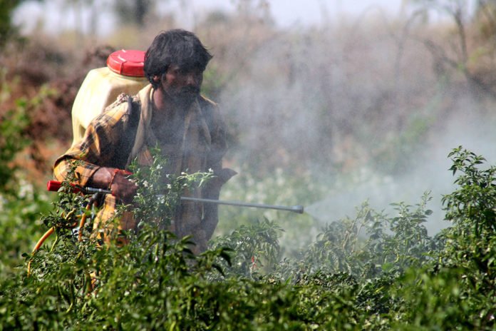 A Telangana farmer spraying pesticide in a field. [Picture: InStem]